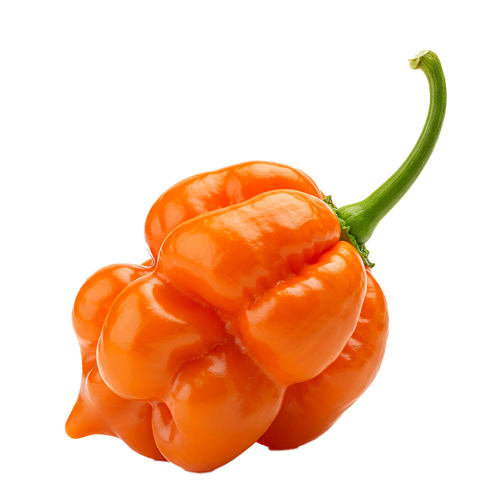 Scotch Bonnet Pepper