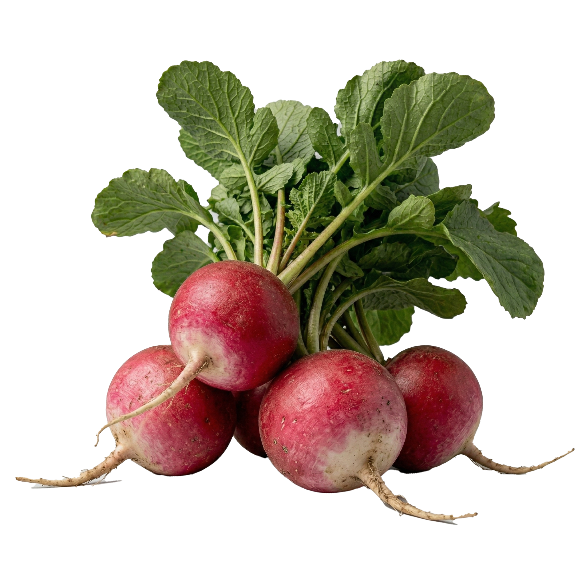 Radish