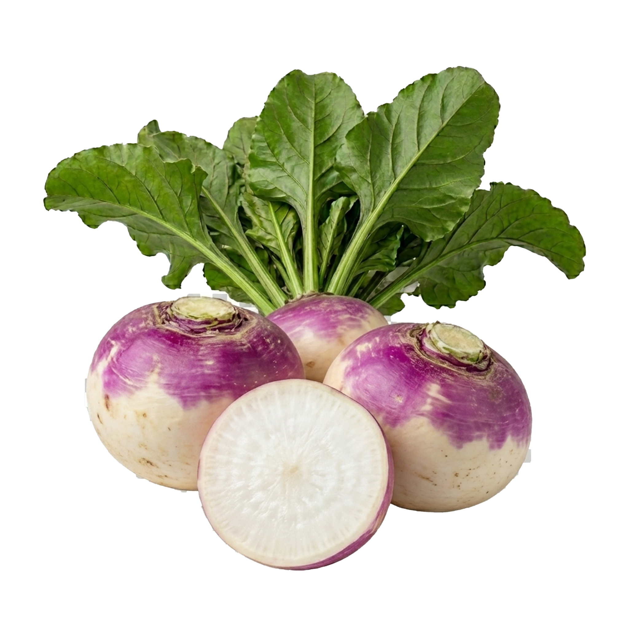Turnip