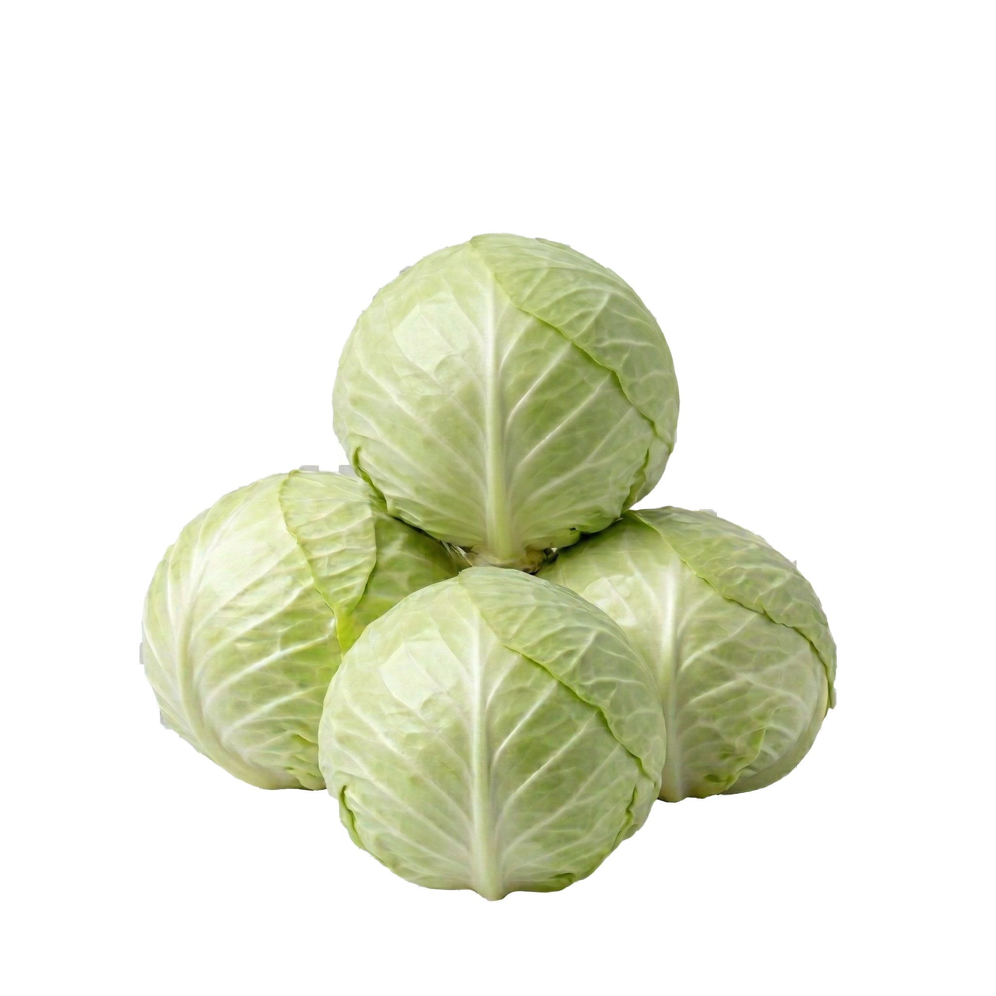 White Cabbage